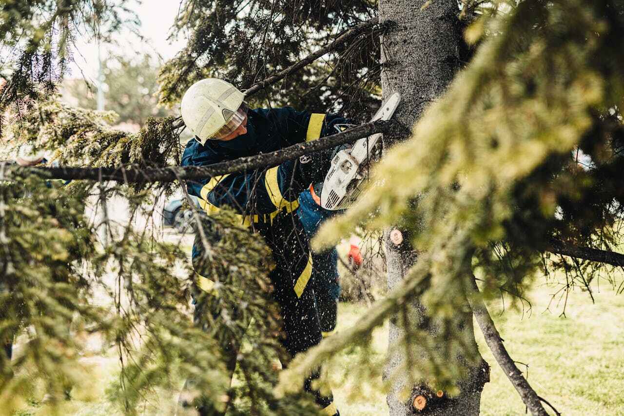 Tree Branch Trimming in Hudson, CO